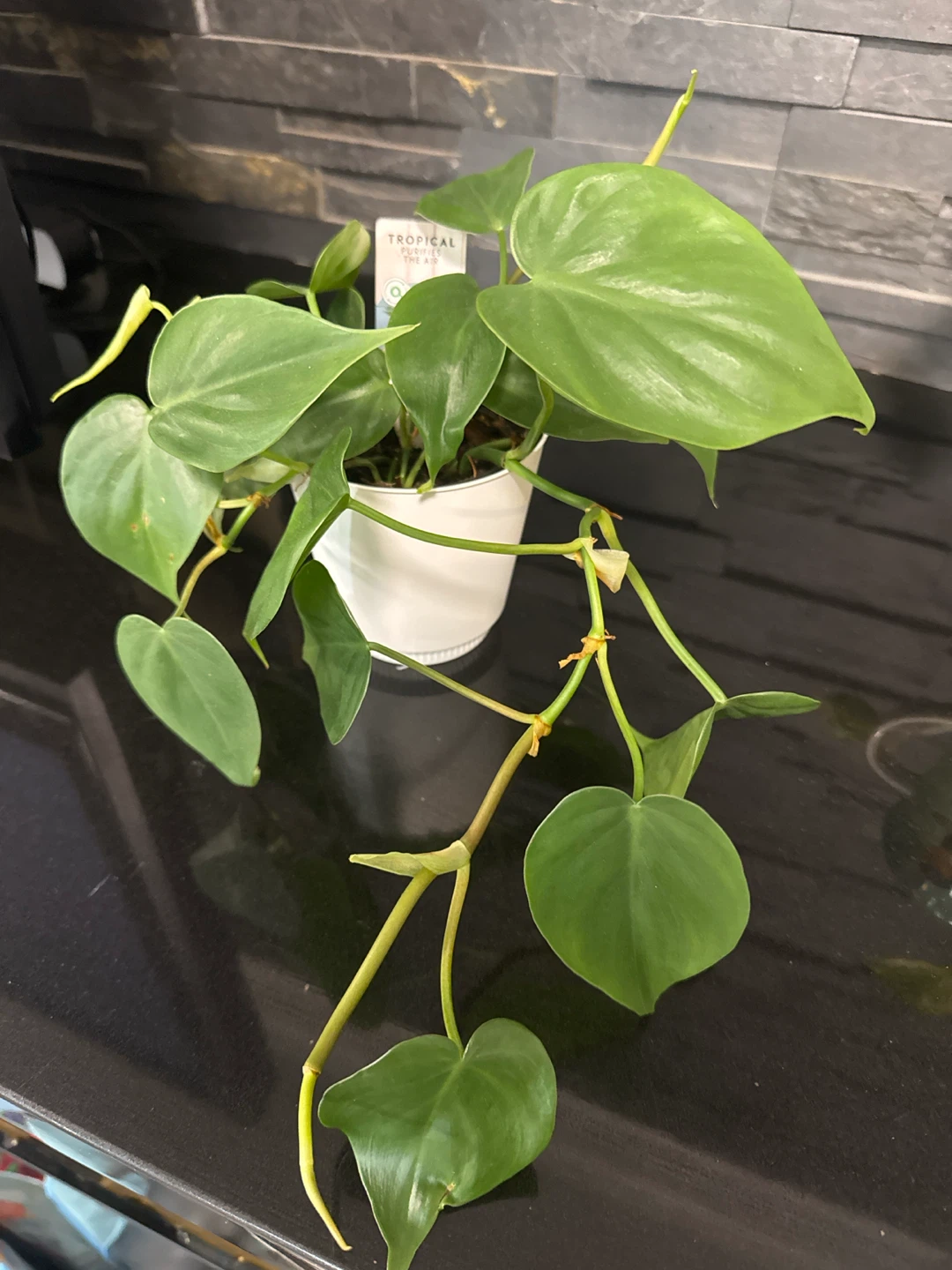 Plants: philodendron and pothos - photo 2