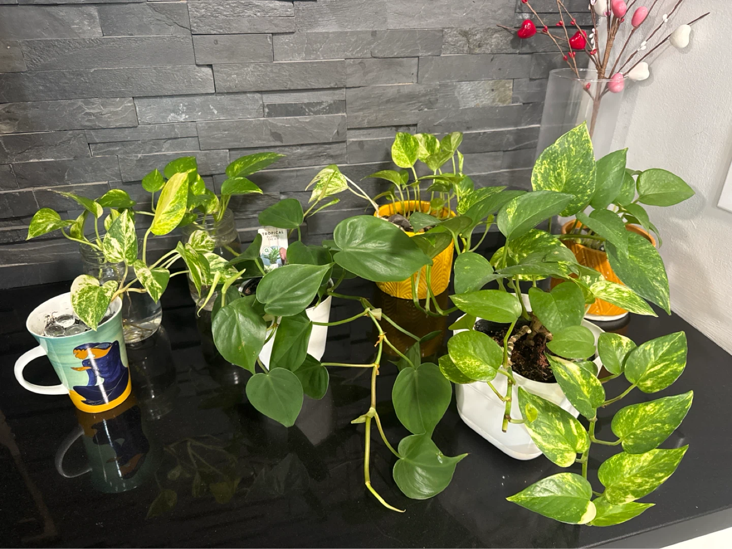 Plants: philodendron and pothos