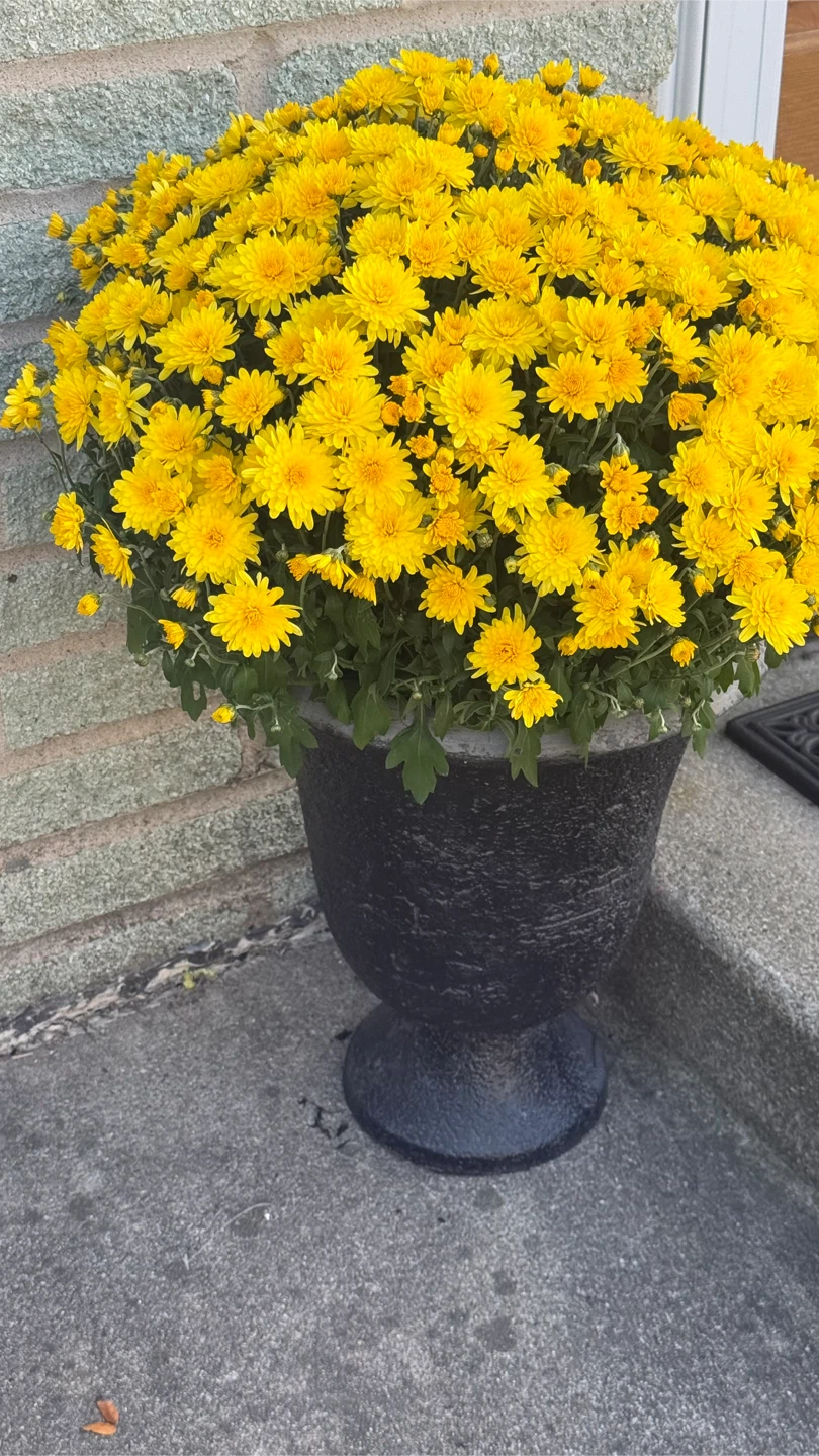 Black Planter flower not included