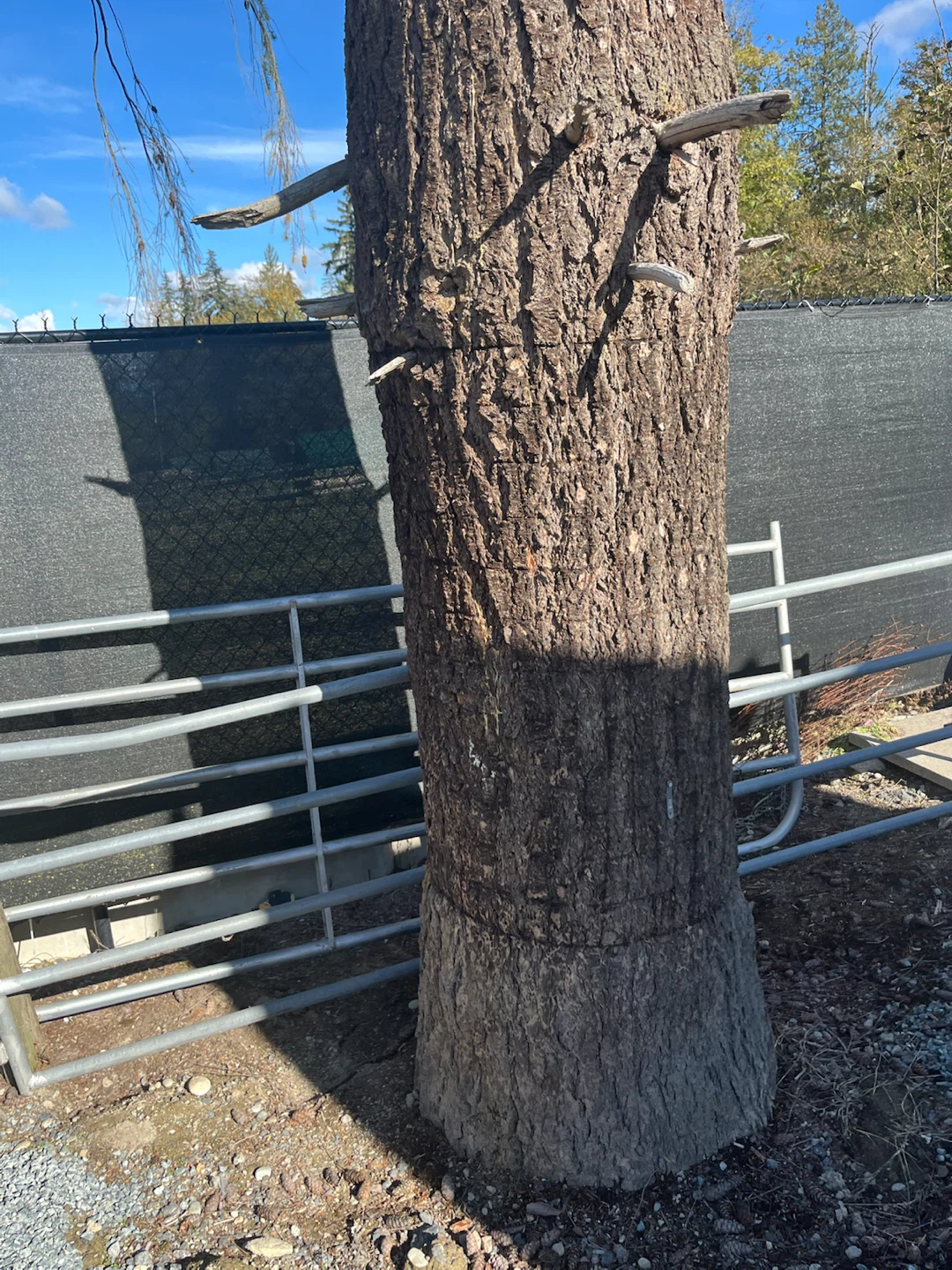 Metal Livestock Gate with Two Wooden Posts