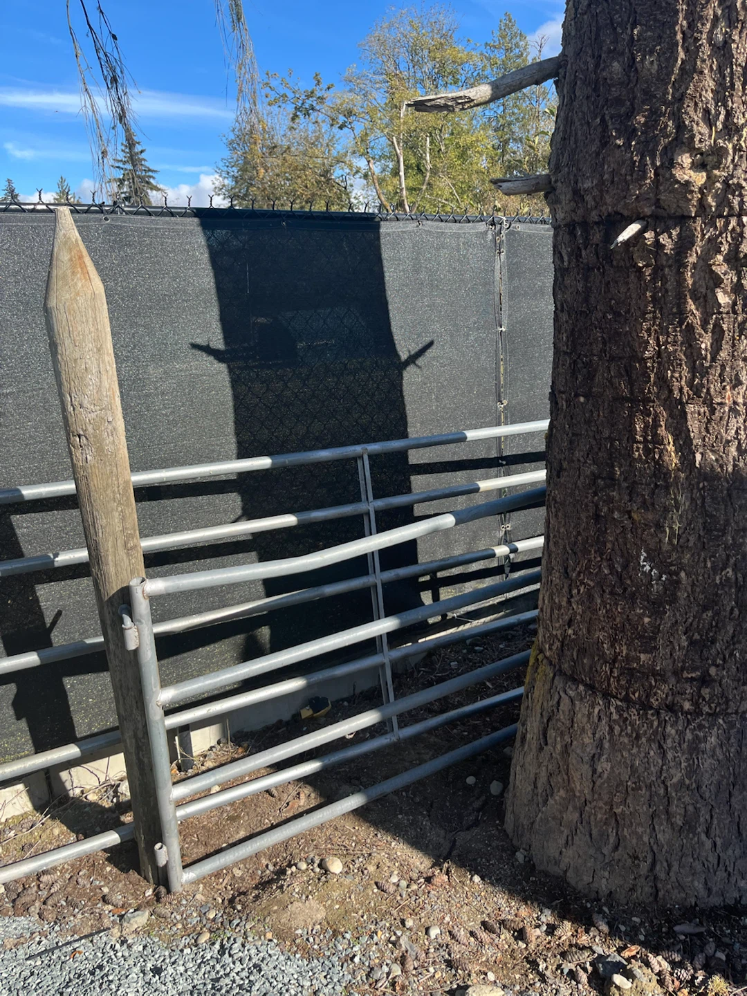 Metal Livestock Gate with Two Wooden Posts - photo 2