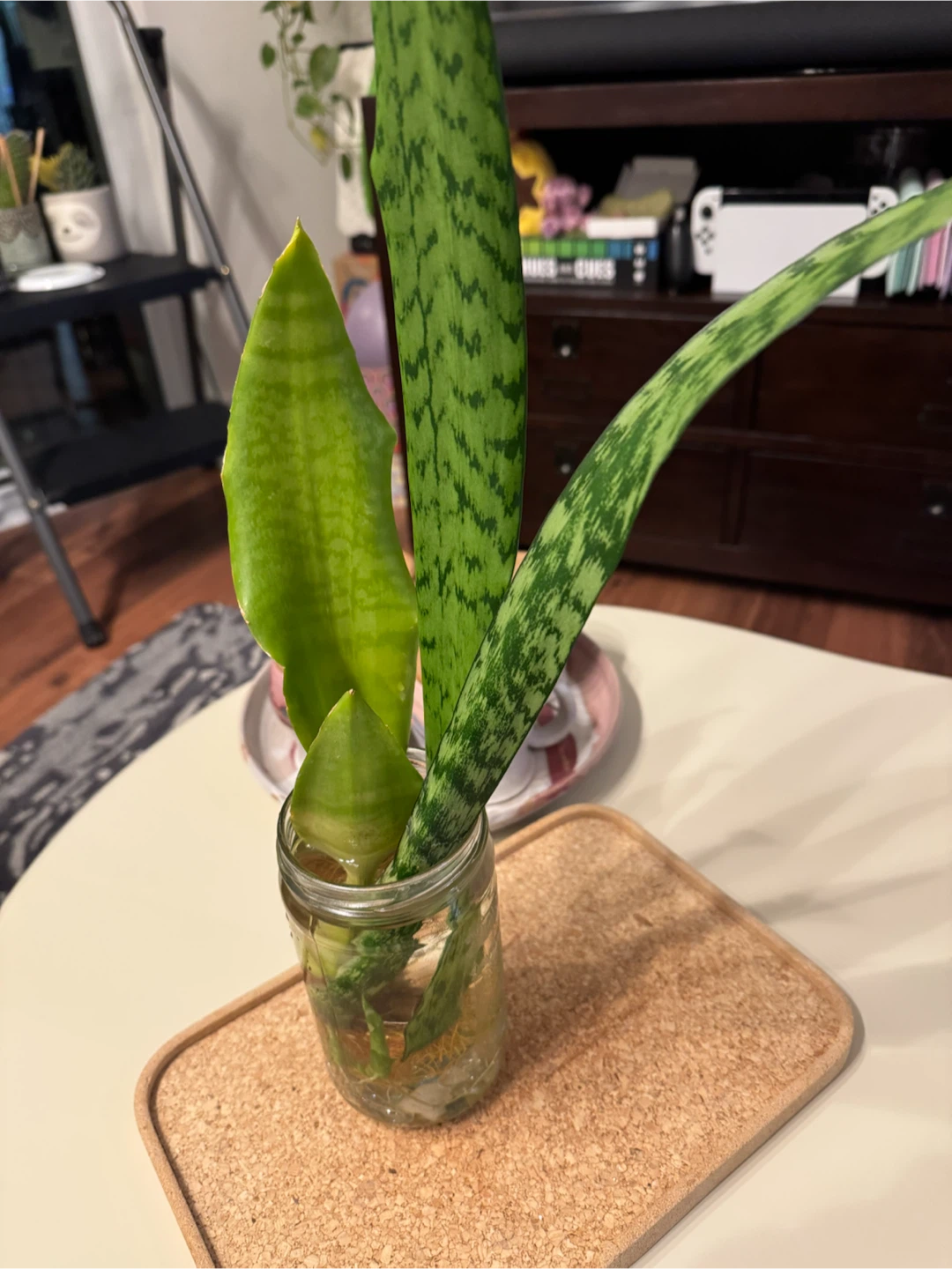Snake Plant cuttings in water