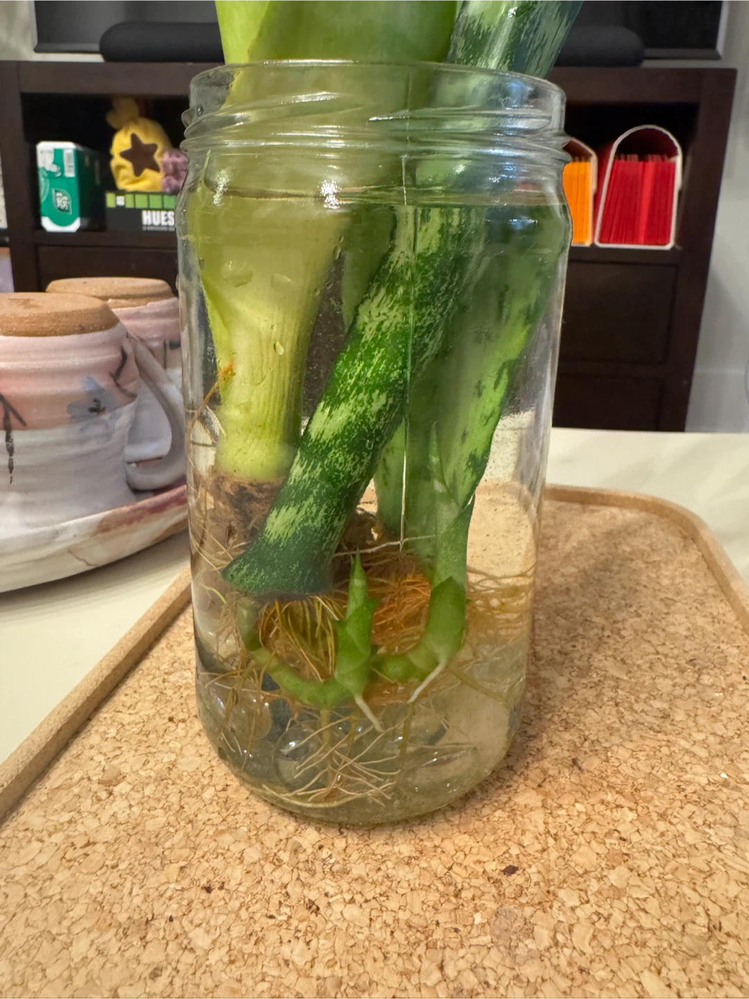 Snake Plant cuttings in water - photo 2