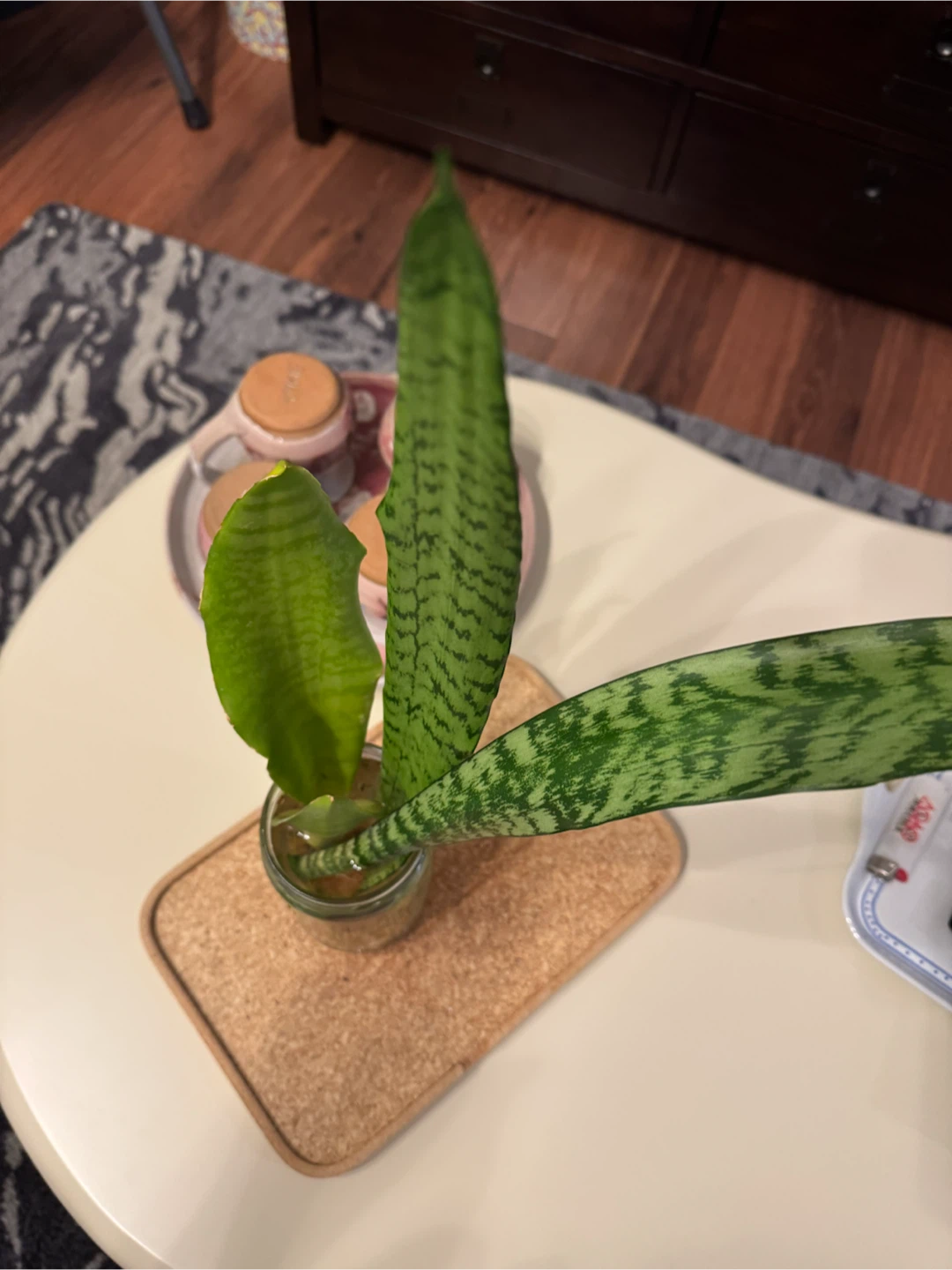 Snake Plant cuttings in water - photo 3