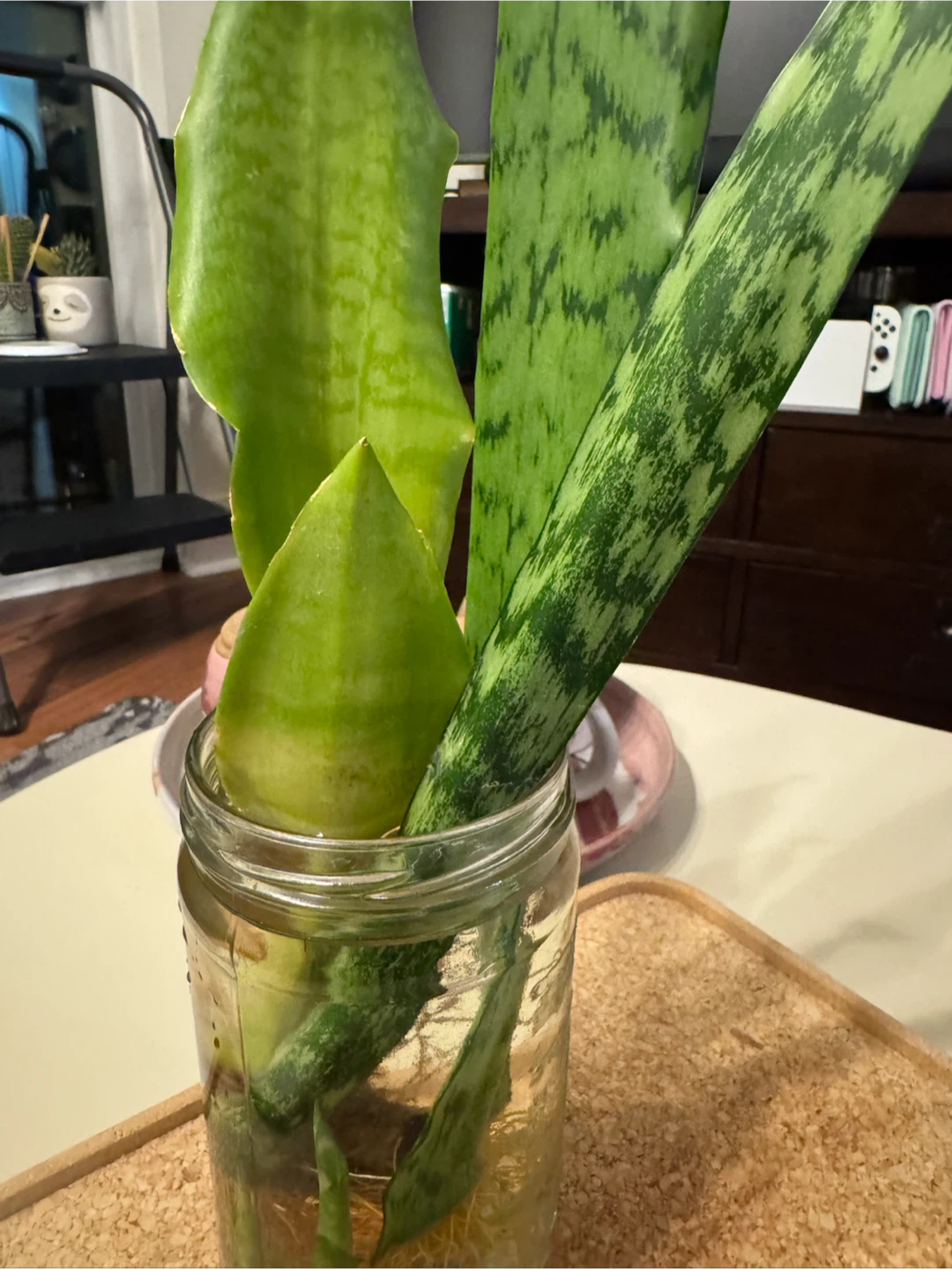 Snake Plant cuttings in water - photo 4