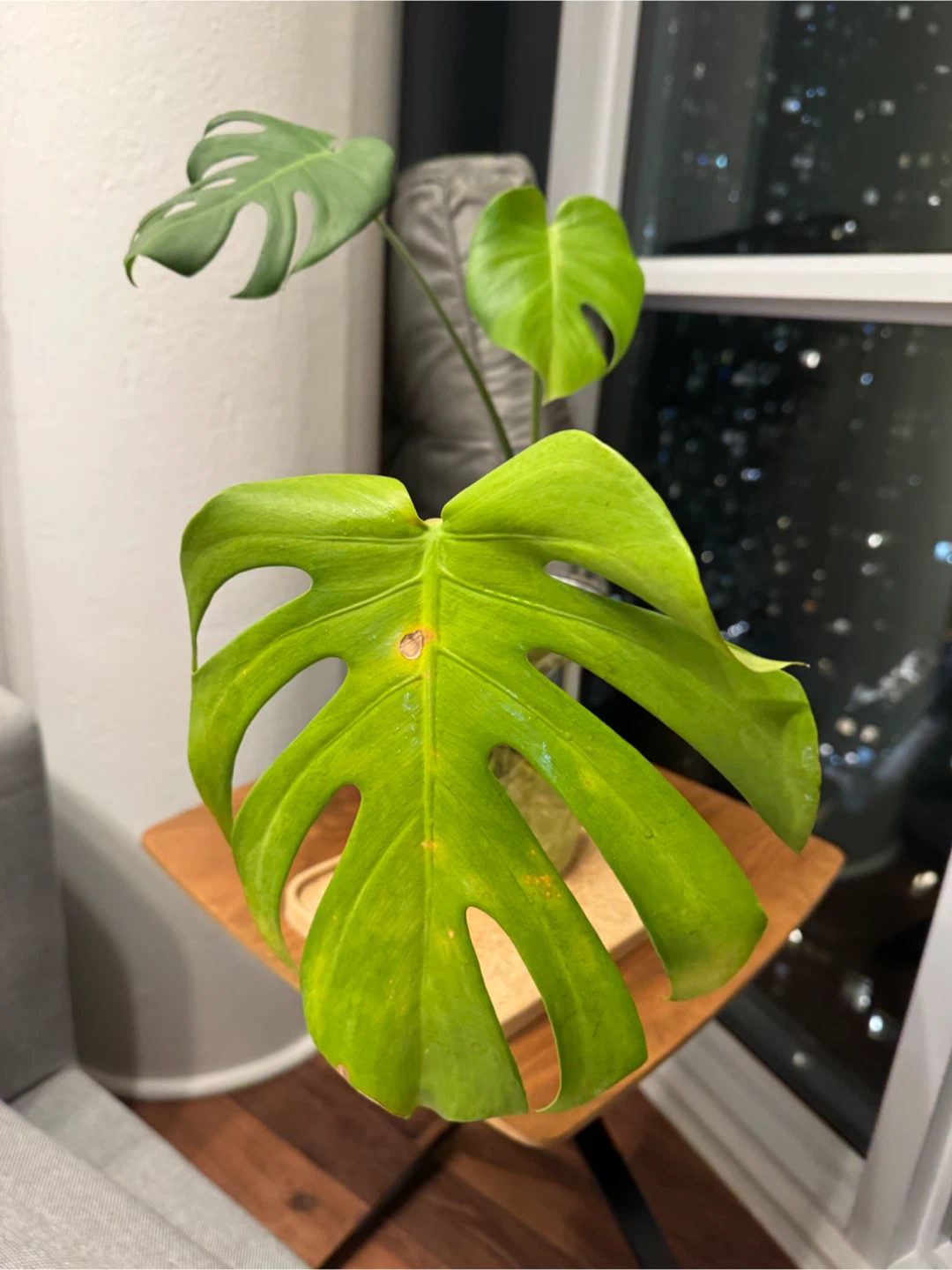 Monstera Deliciosa Cutting