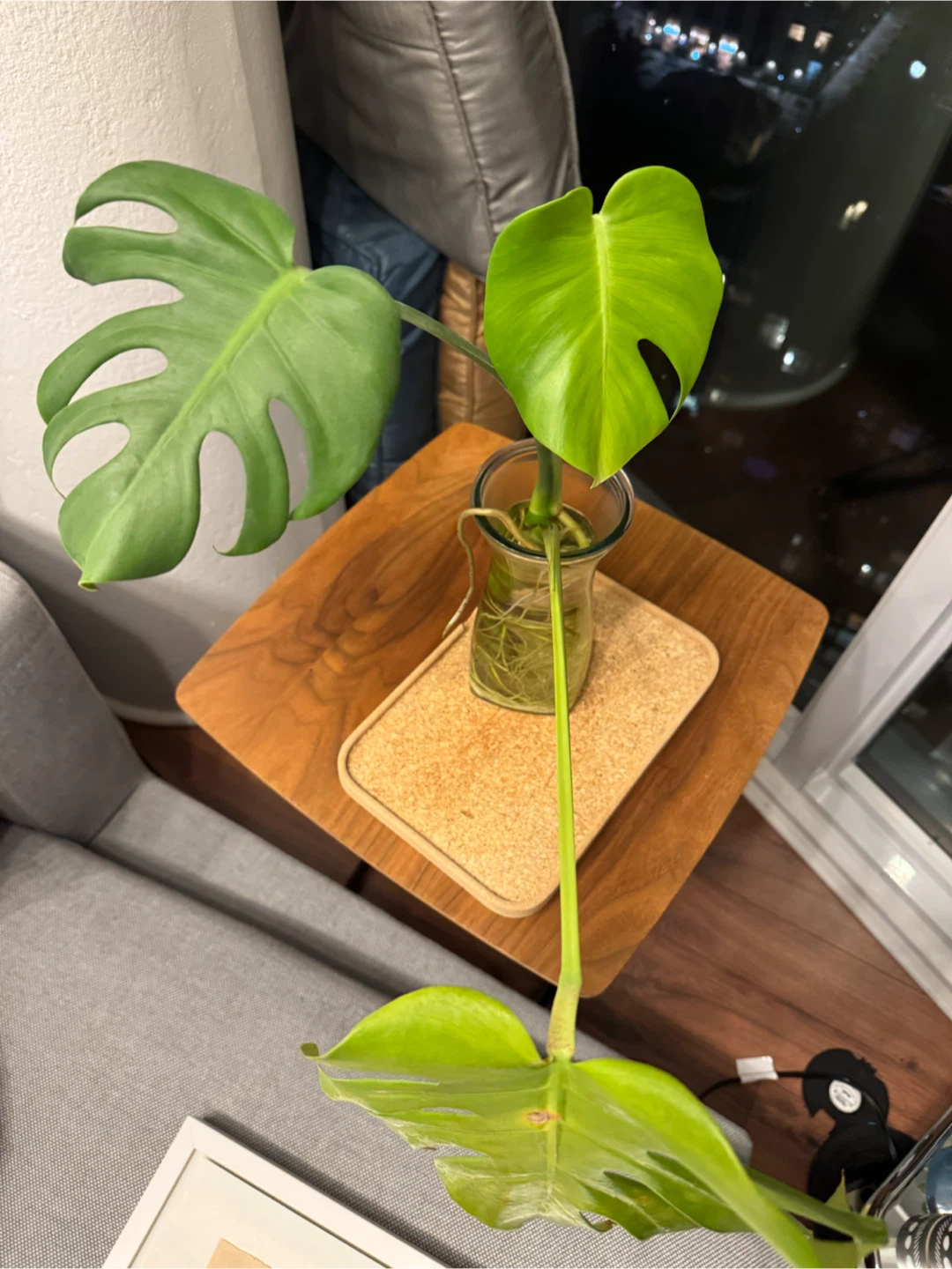 Monstera Deliciosa Cutting - photo 2