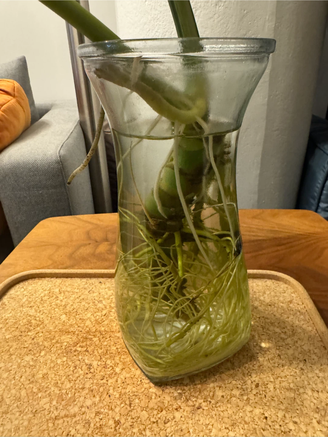 Monstera Deliciosa Cutting - photo 3