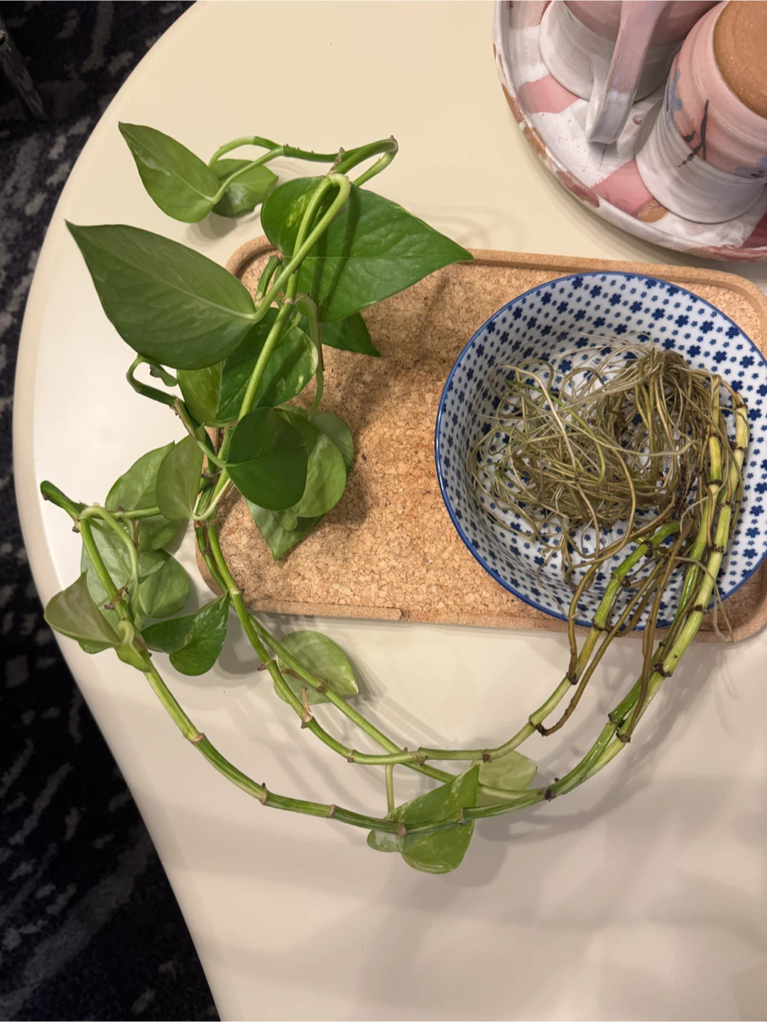 Pothos plant cutting with established roots