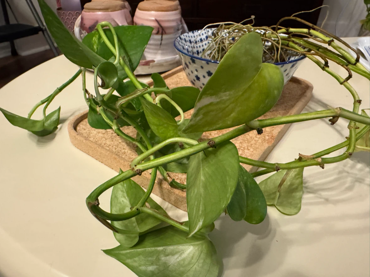 Pothos plant cutting with established roots - photo 2