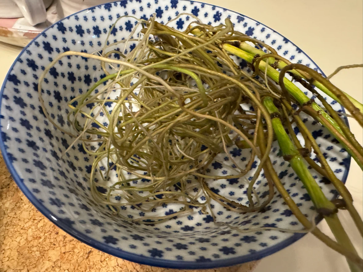 Pothos plant cutting with established roots - photo 3