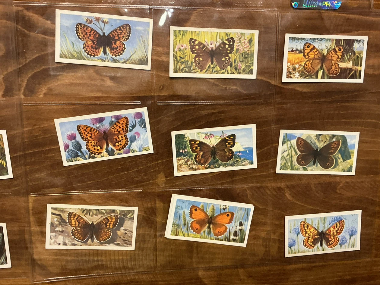 20. 1963 Brooke Bond Tea BRITISH BUTTERFLIES Cards ! - photo 3