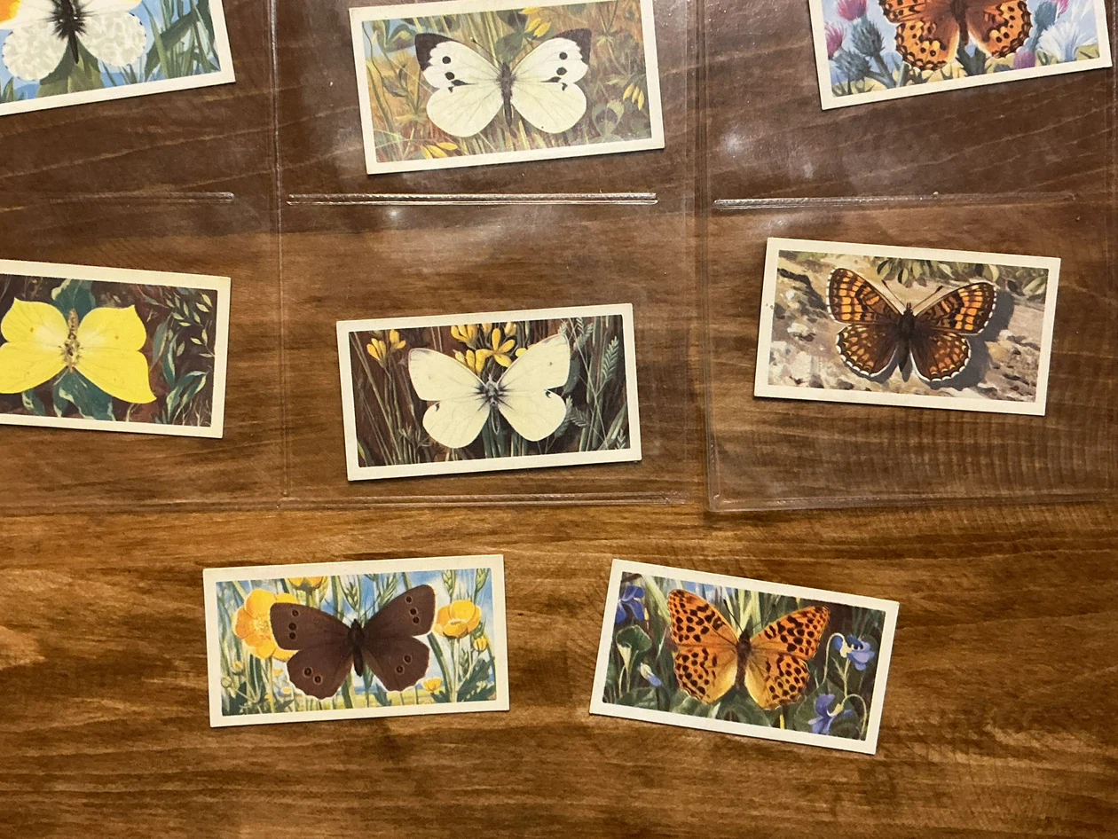 20. 1963 Brooke Bond Tea BRITISH BUTTERFLIES Cards ! - photo 4