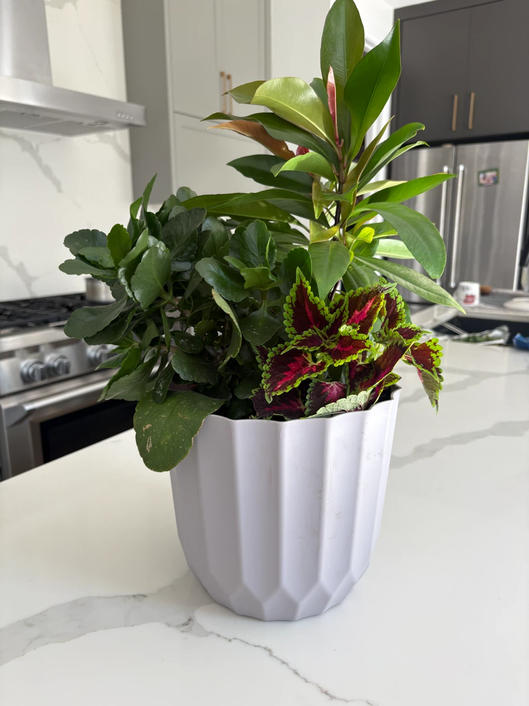 Houseplant Arrangement potted