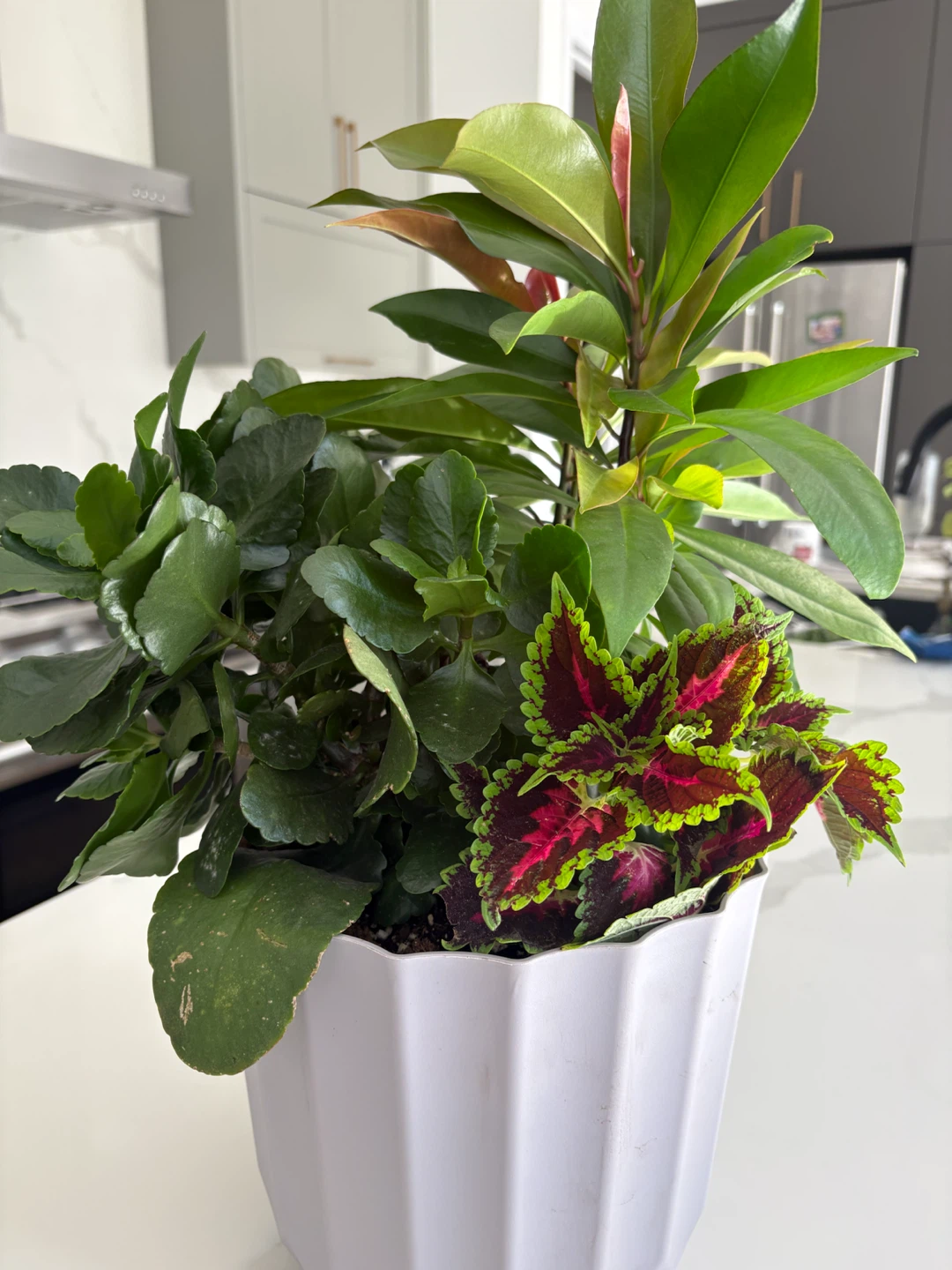 Houseplant Arrangement potted - photo 2