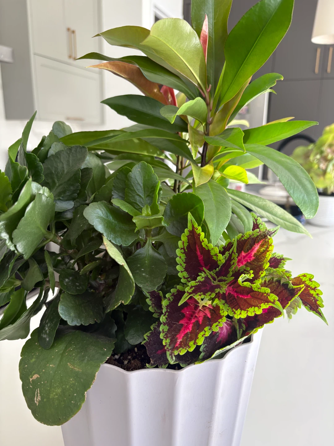 Houseplant Arrangement potted - photo 4
