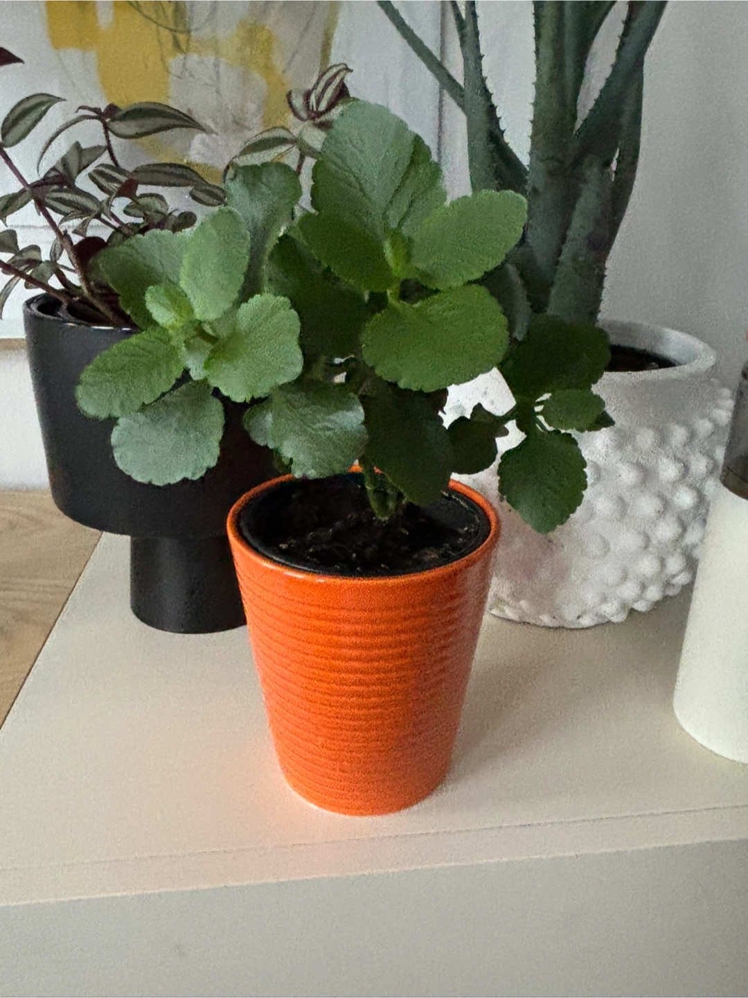 Kalanchoe Potted