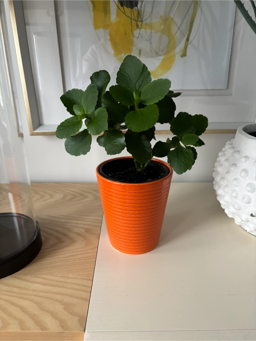 Kalanchoe Potted - photo 2
