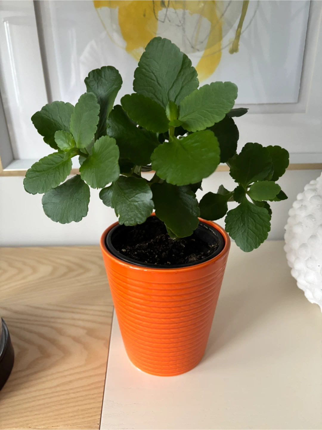Kalanchoe Potted - photo 3