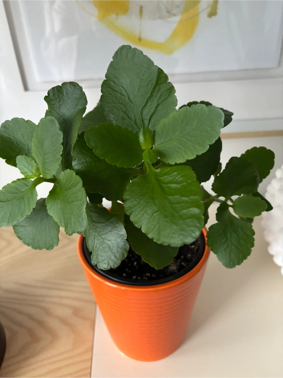 Kalanchoe Potted - photo 4