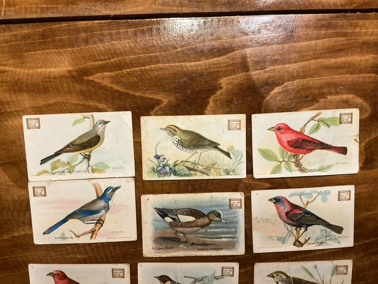 12. 1922 Church & Dwight USEFUL BIRDS OF AMERICA Cards - photo 2