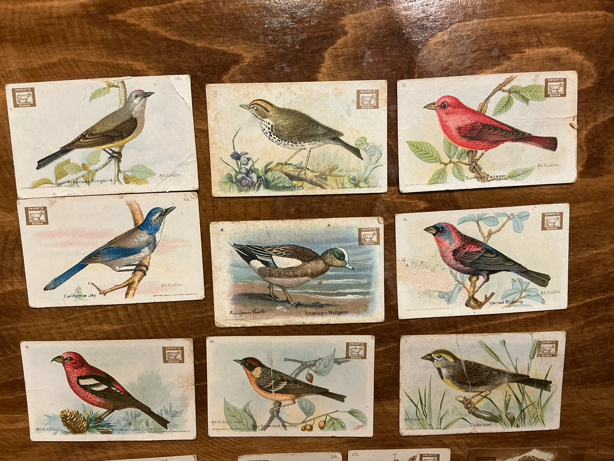 12. 1922 Church & Dwight USEFUL BIRDS OF AMERICA Cards - photo 3