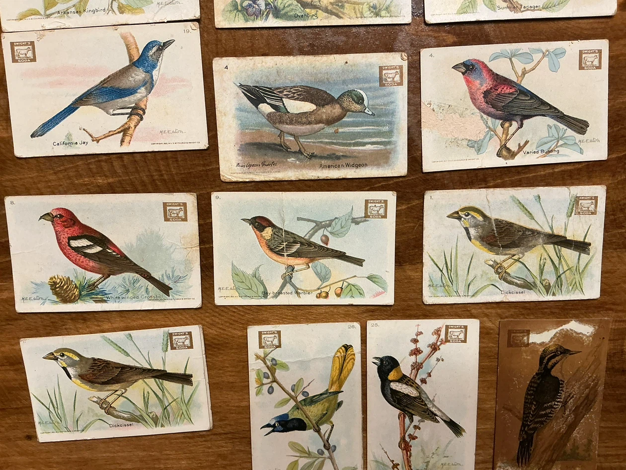 12. 1922 Church & Dwight USEFUL BIRDS OF AMERICA Cards - photo 4