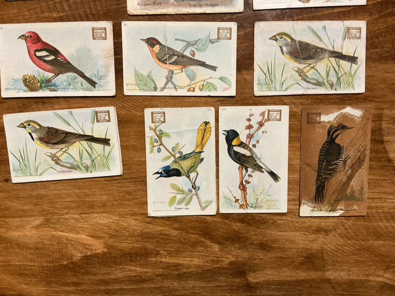 12. 1922 Church & Dwight USEFUL BIRDS OF AMERICA Cards - photo 5