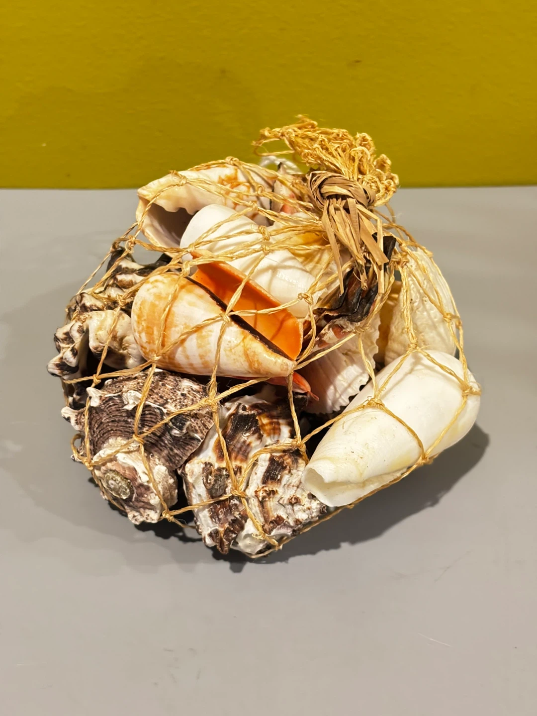 Decorative Seashell Collection in Net