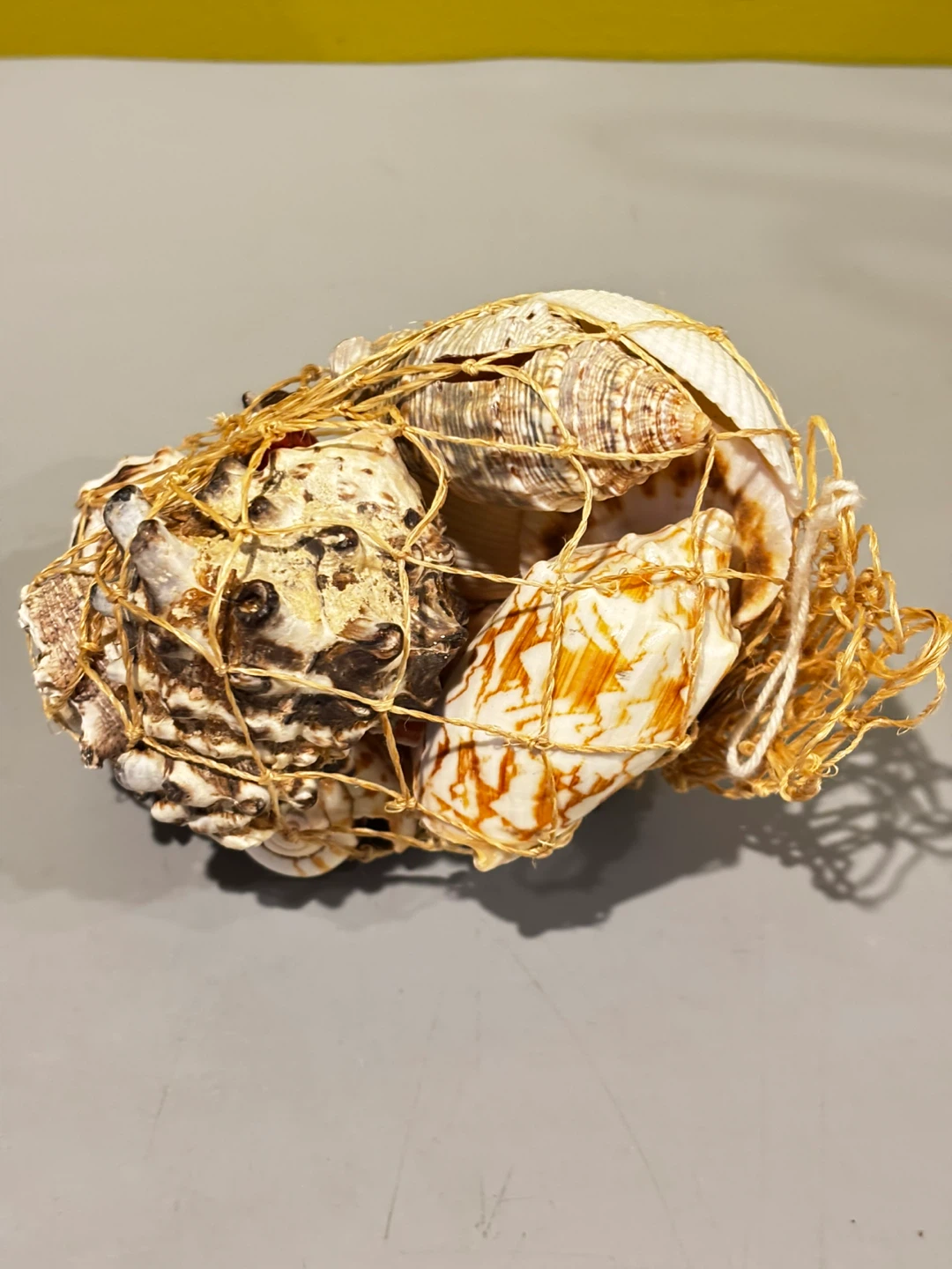 Decorative Seashell Collection in Net - photo 3