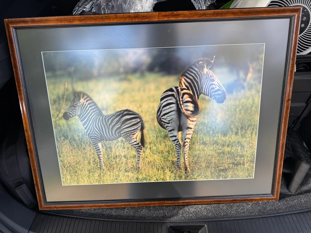 Framed Zebra Photography Print