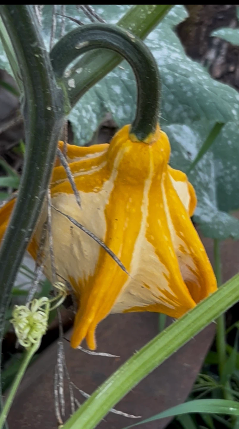 Decorative Yellow and White Gourds