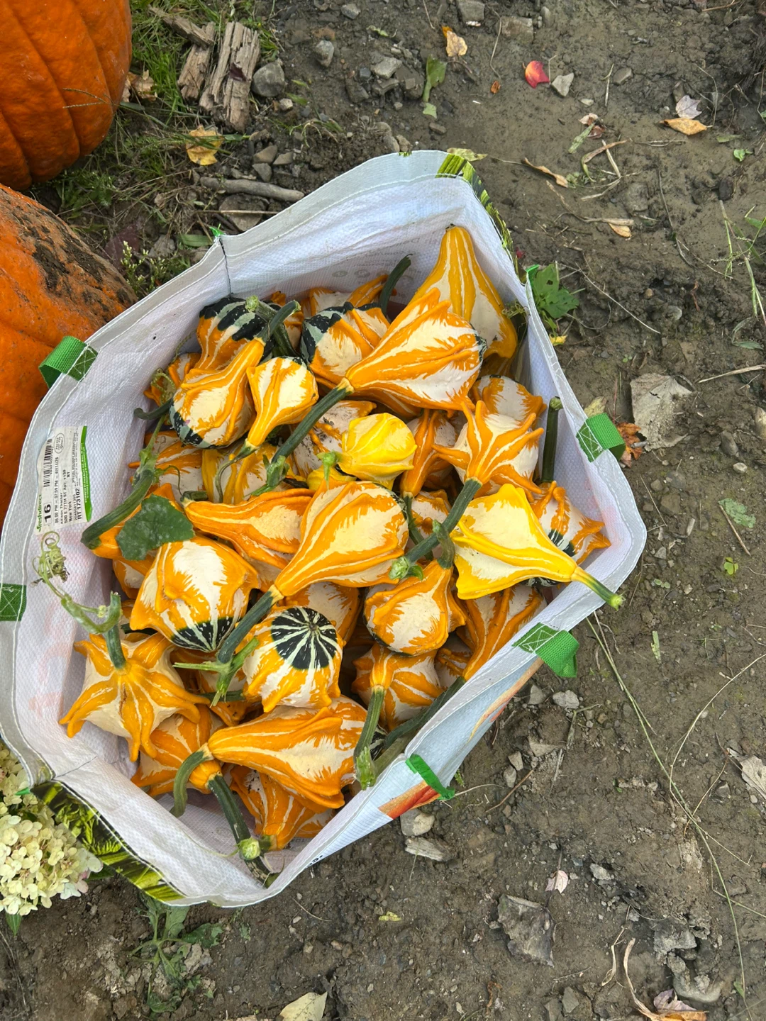 Decorative Yellow and White Gourds - photo 2