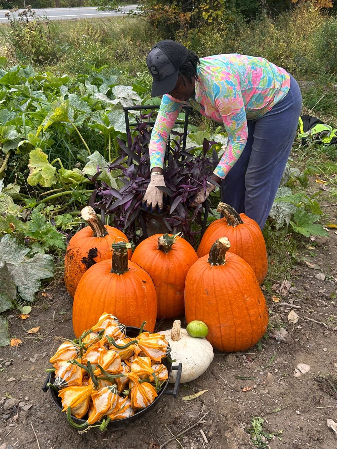 Decorative Yellow and White Gourds - photo 3
