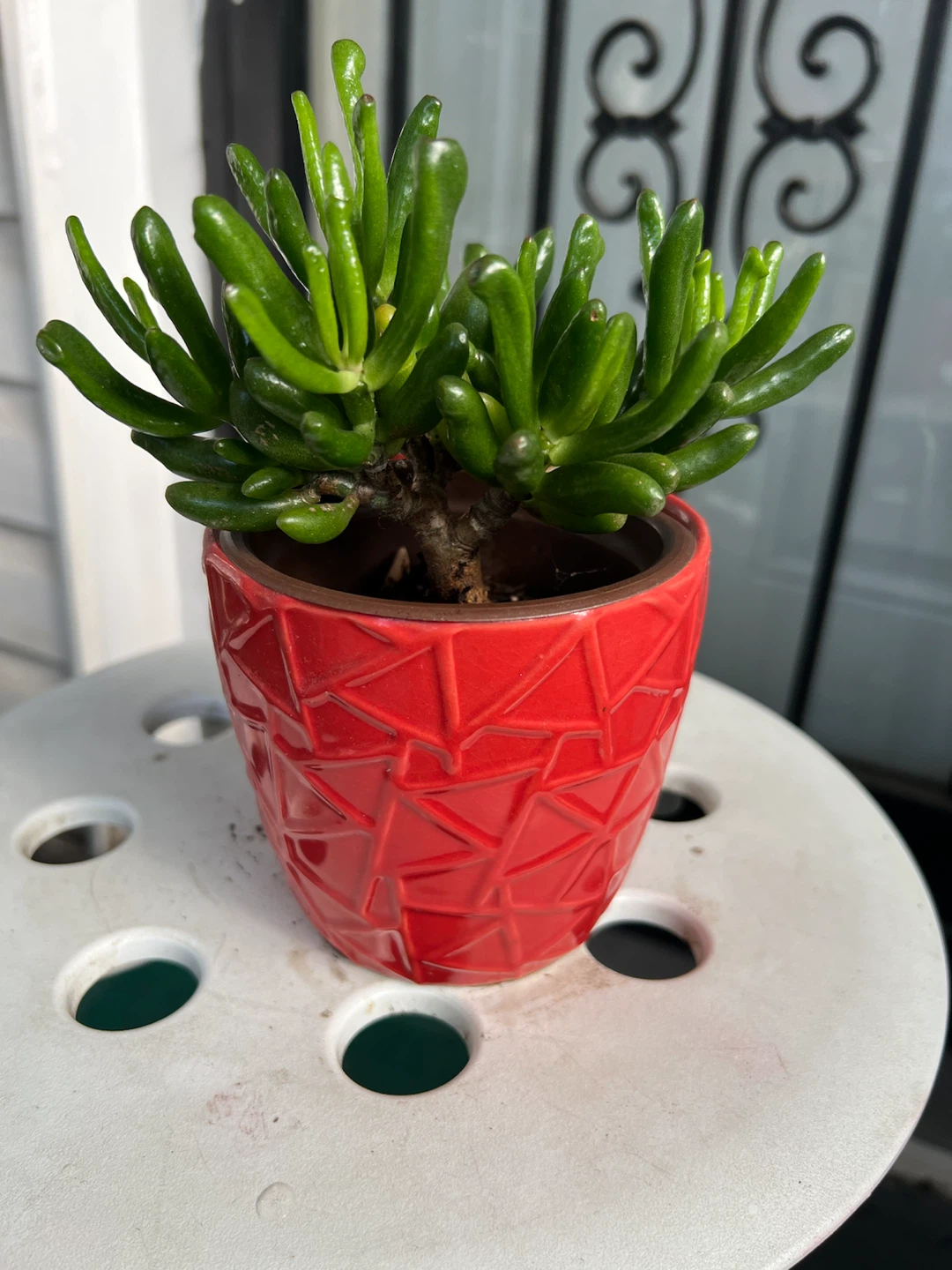Gollum Jade Succulent in Geometric Pot