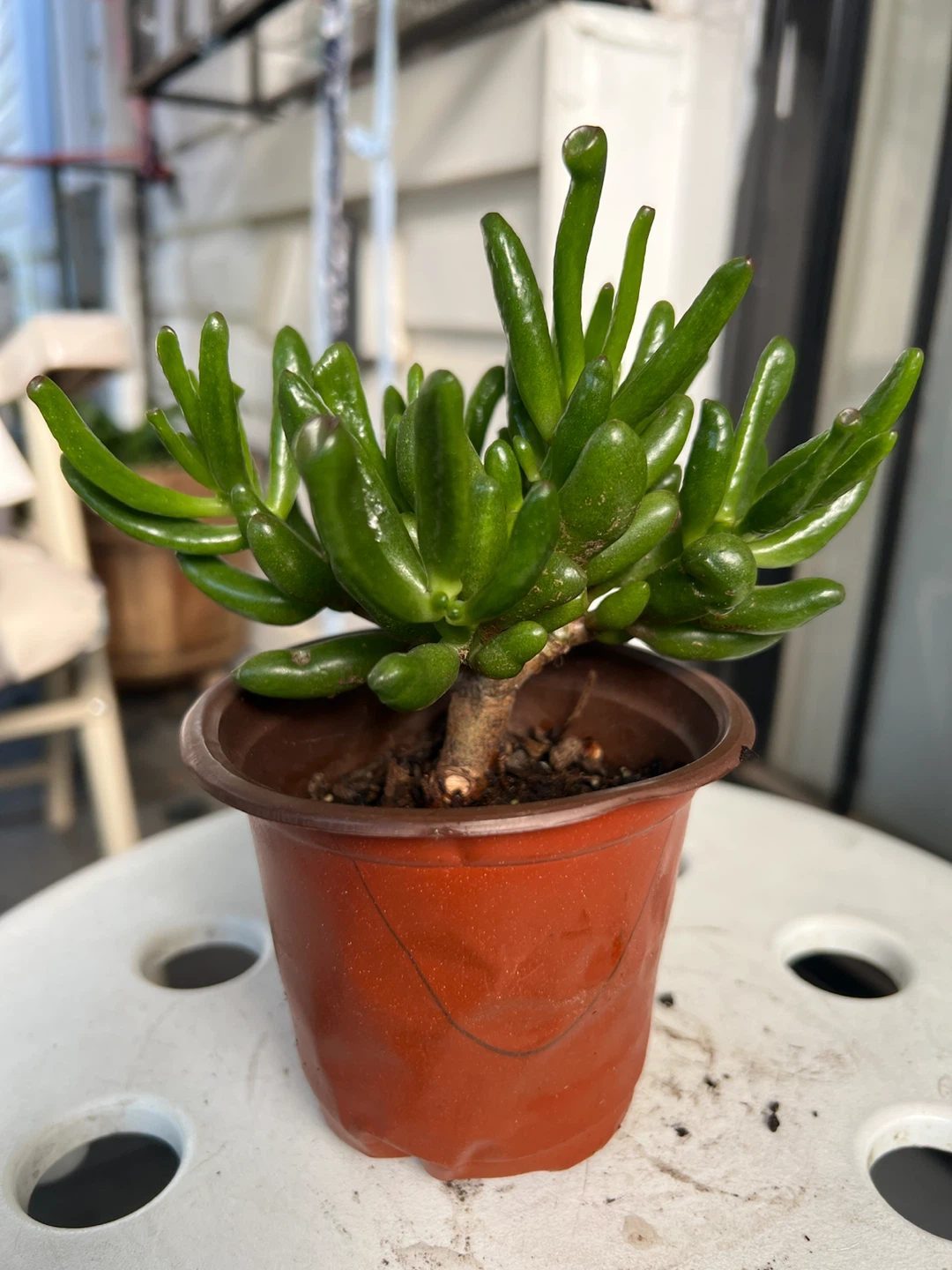 Gollum Jade Succulent in Geometric Pot - photo 2