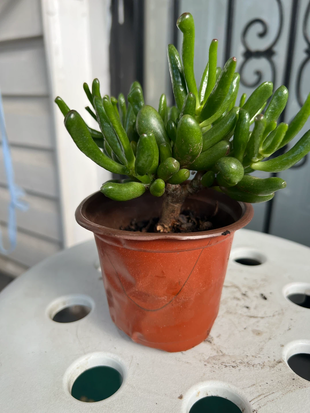 Gollum Jade Succulent in Geometric Pot - photo 3