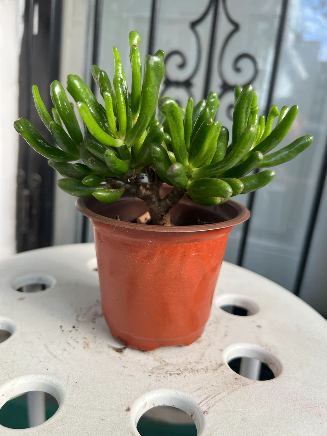 Gollum Jade Succulent in Geometric Pot - photo 4