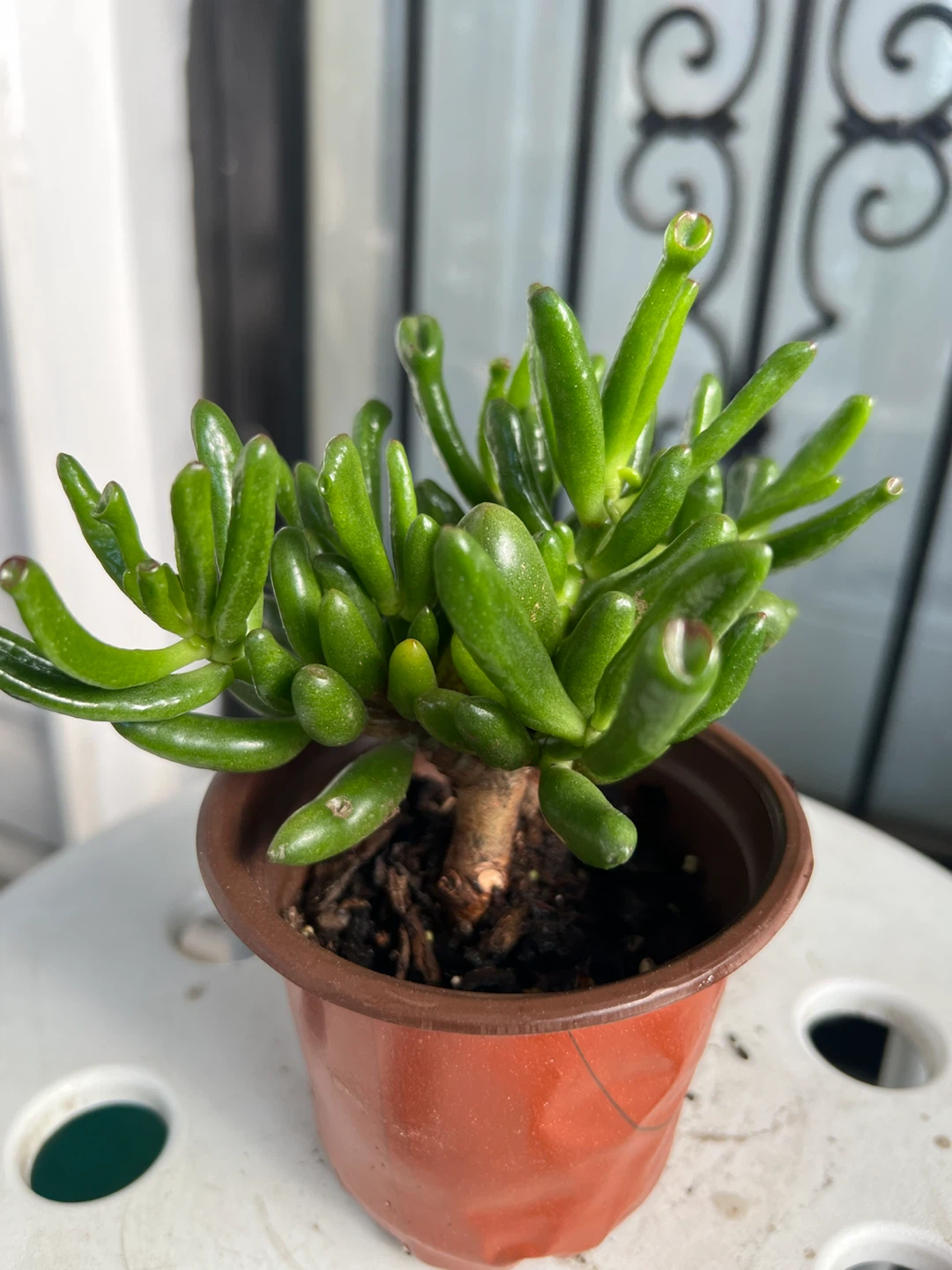 Gollum Jade Succulent in Geometric Pot - photo 5