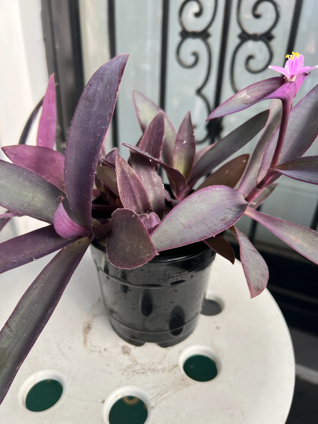 Purple Heart Tradescantia  plant with flowers