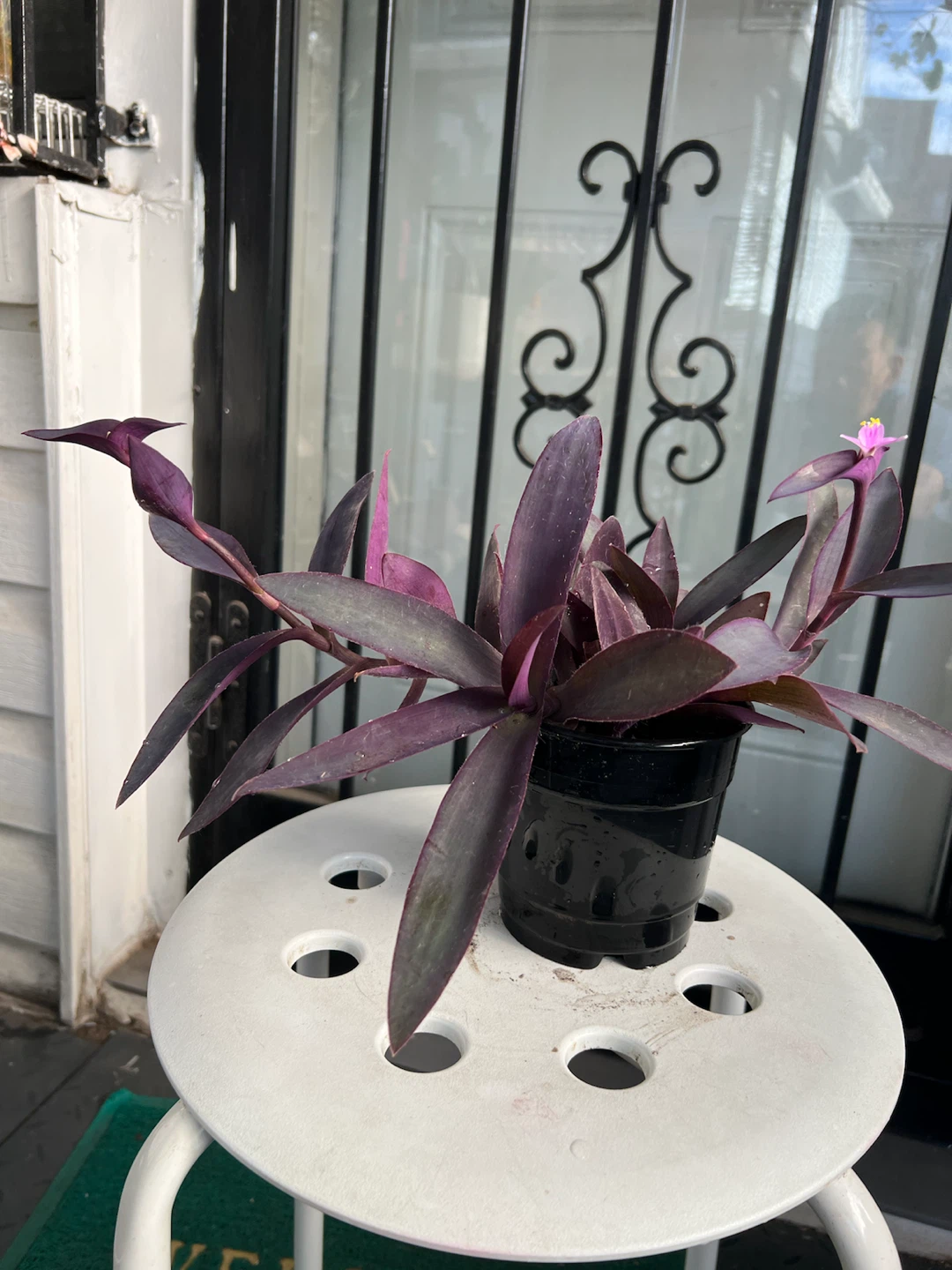 Purple Heart Tradescantia  plant with flowers - photo 2