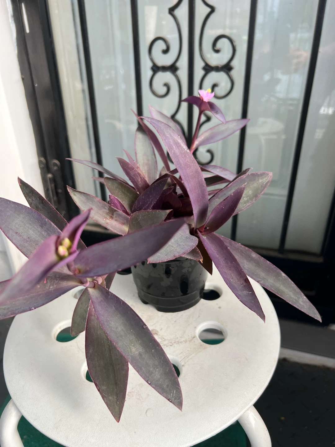 Purple Heart Tradescantia  plant with flowers - photo 3