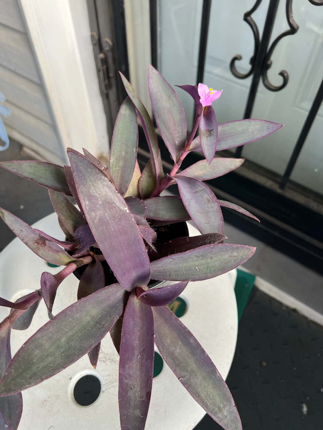 Purple Heart Tradescantia  plant with flowers - photo 4