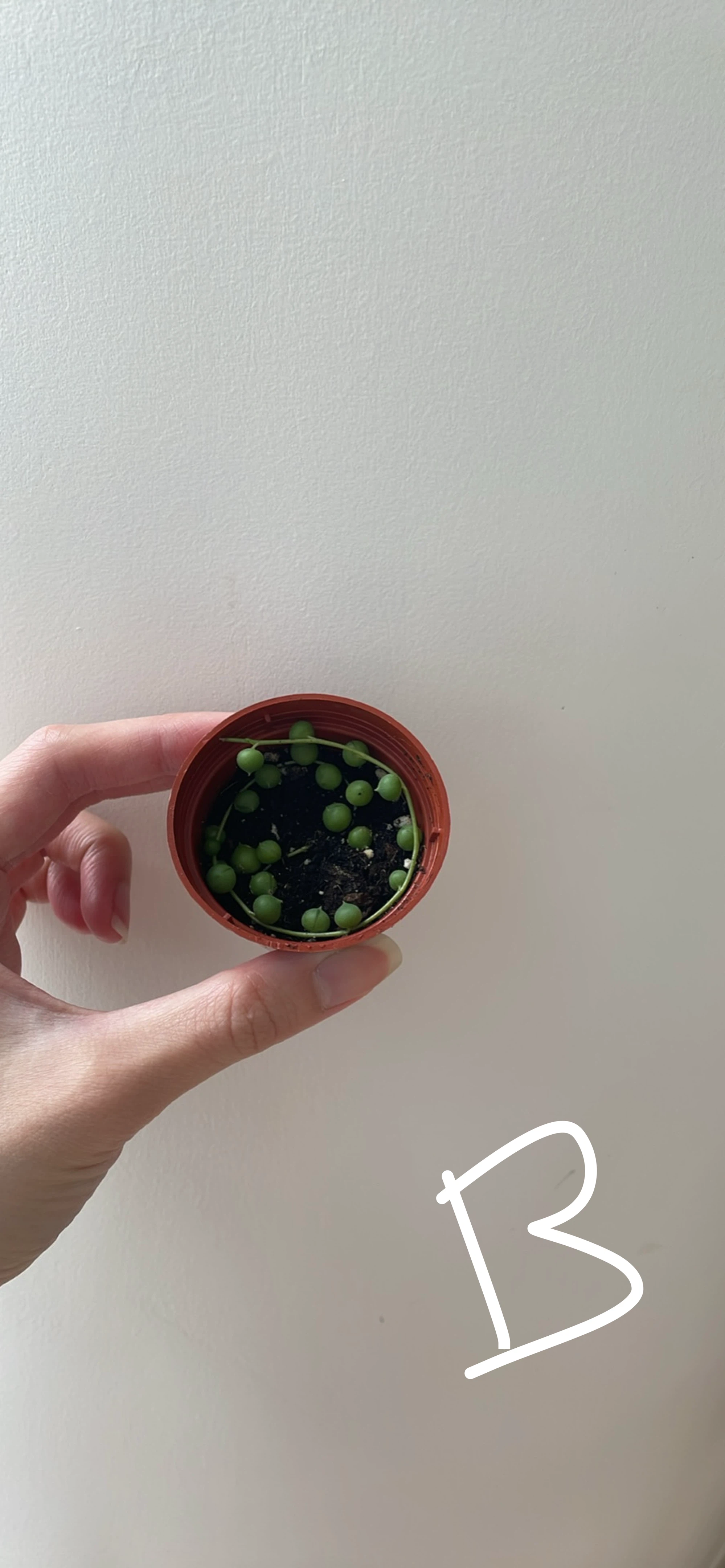 String of Pearls (cuttings or potted starting from $4) - photo 3