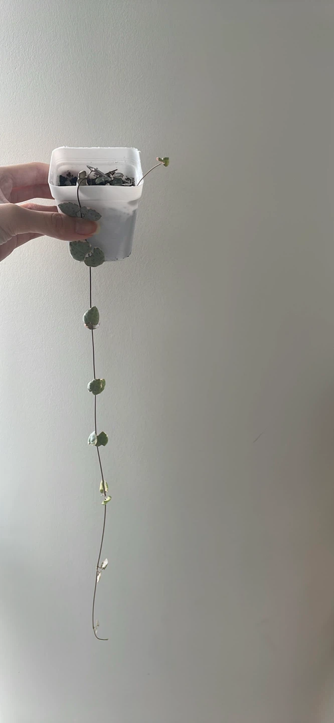 Variegated String of Hearts Plant