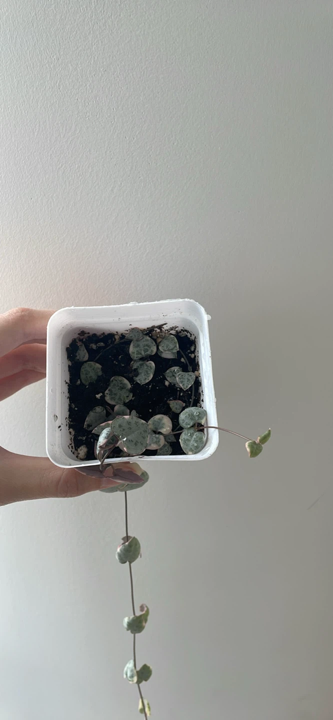 Variegated String of Hearts Plant - photo 2