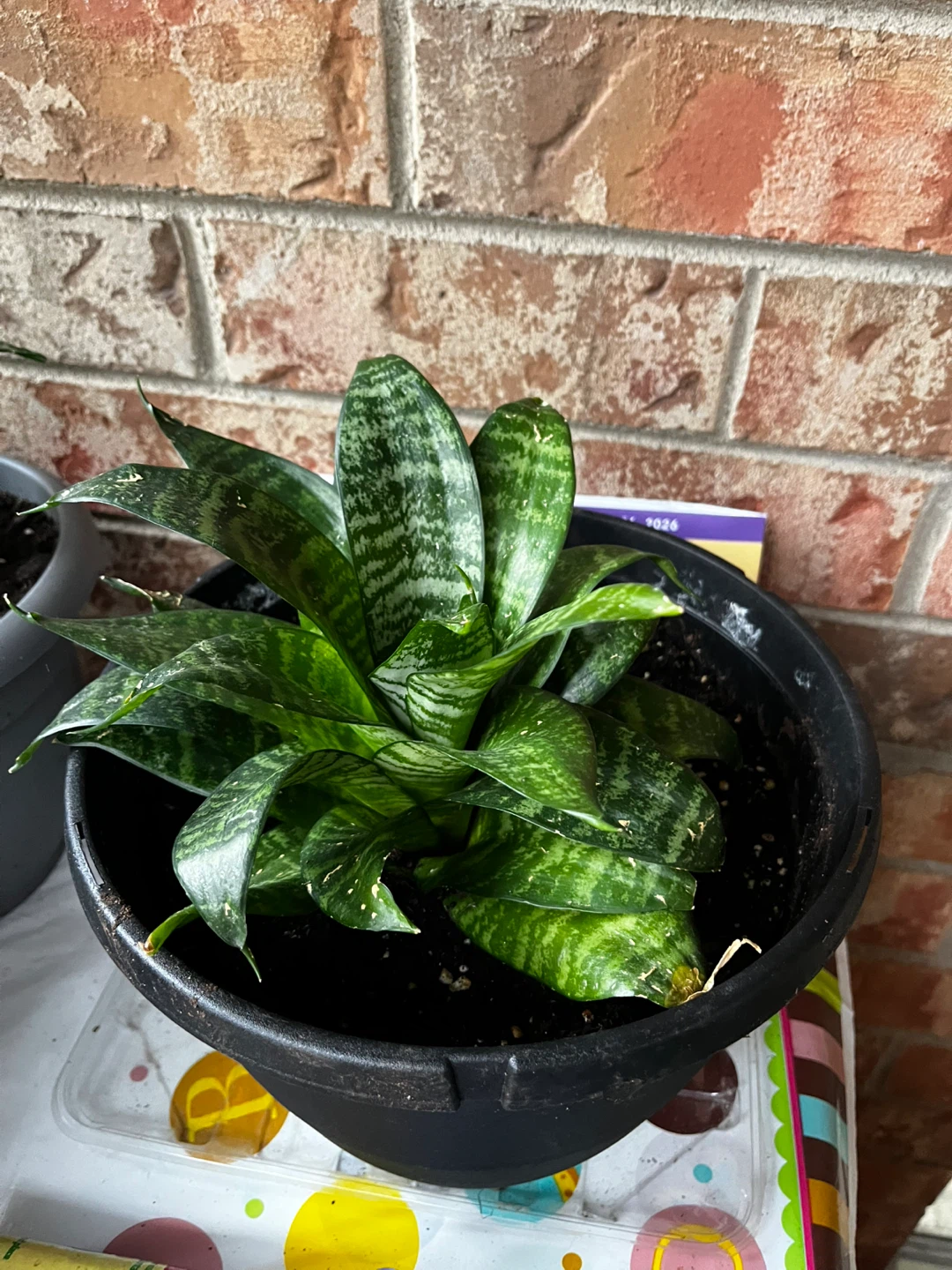 Large Sansevieria Snake Plant