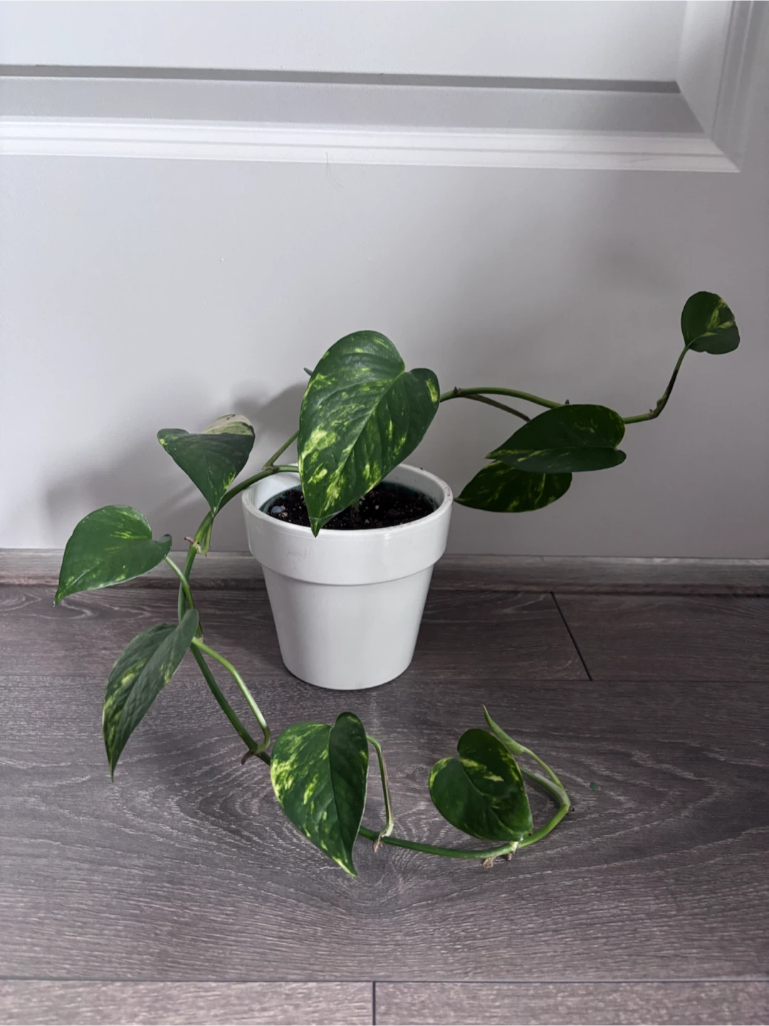 Pothos plant in white pot