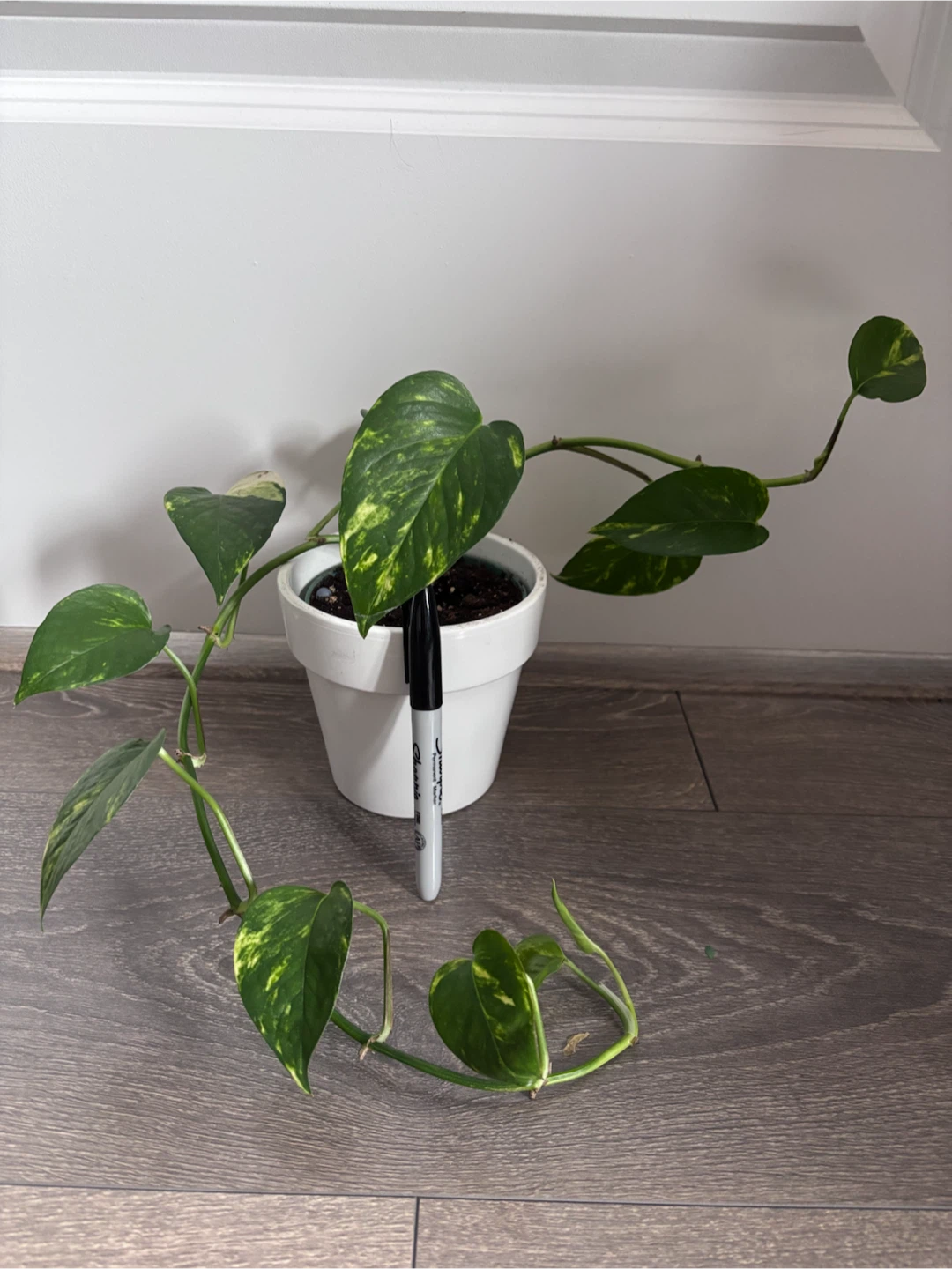 Pothos plant in white pot - photo 2