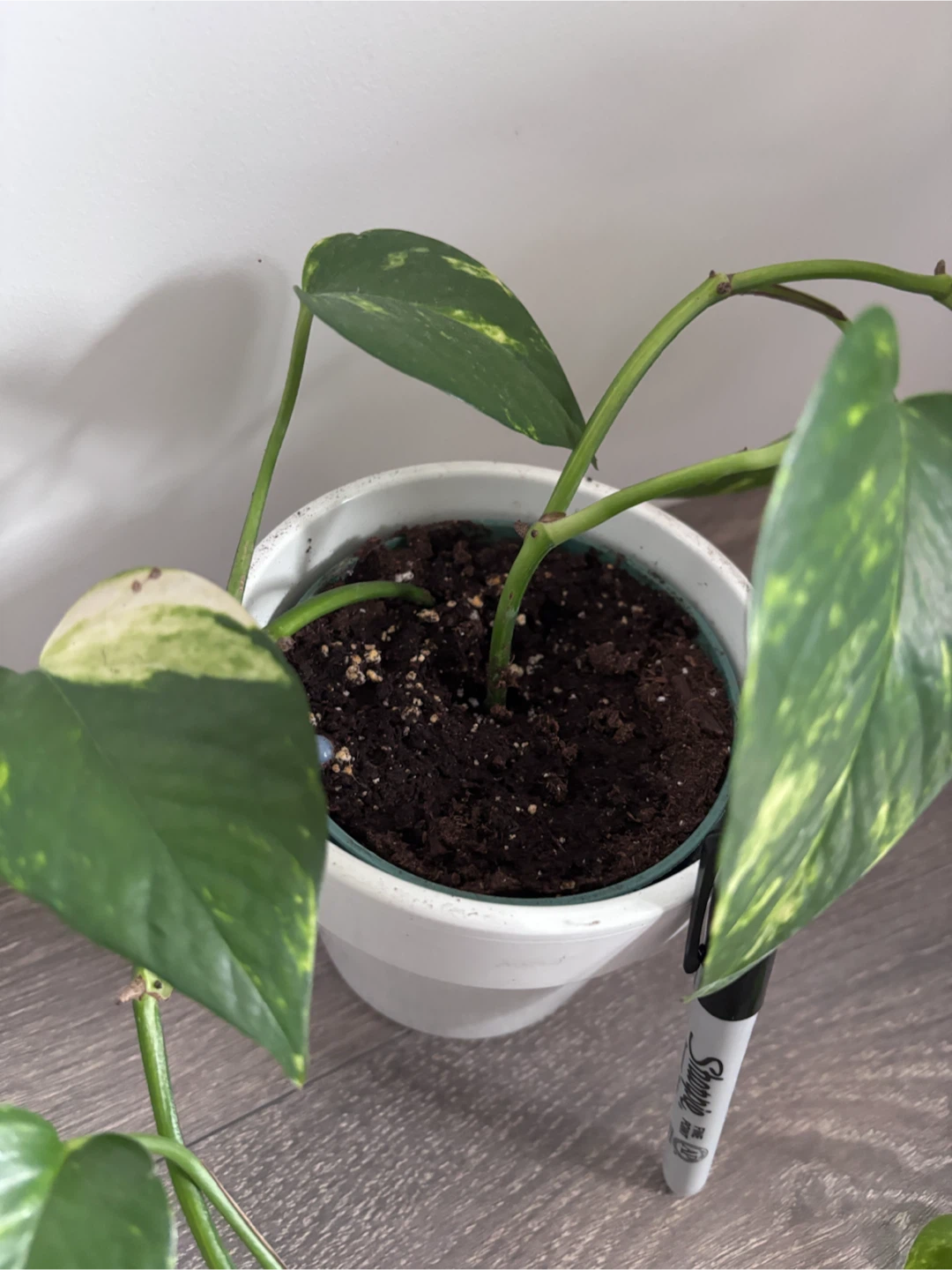Pothos plant in white pot - photo 3